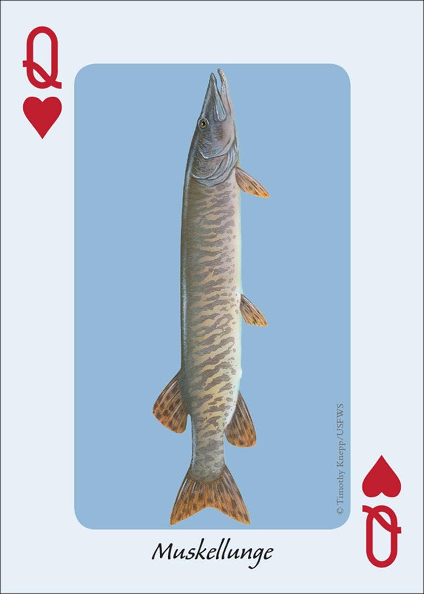 Fish of the Midwest Playing Cards || Minnesota Made Gifts