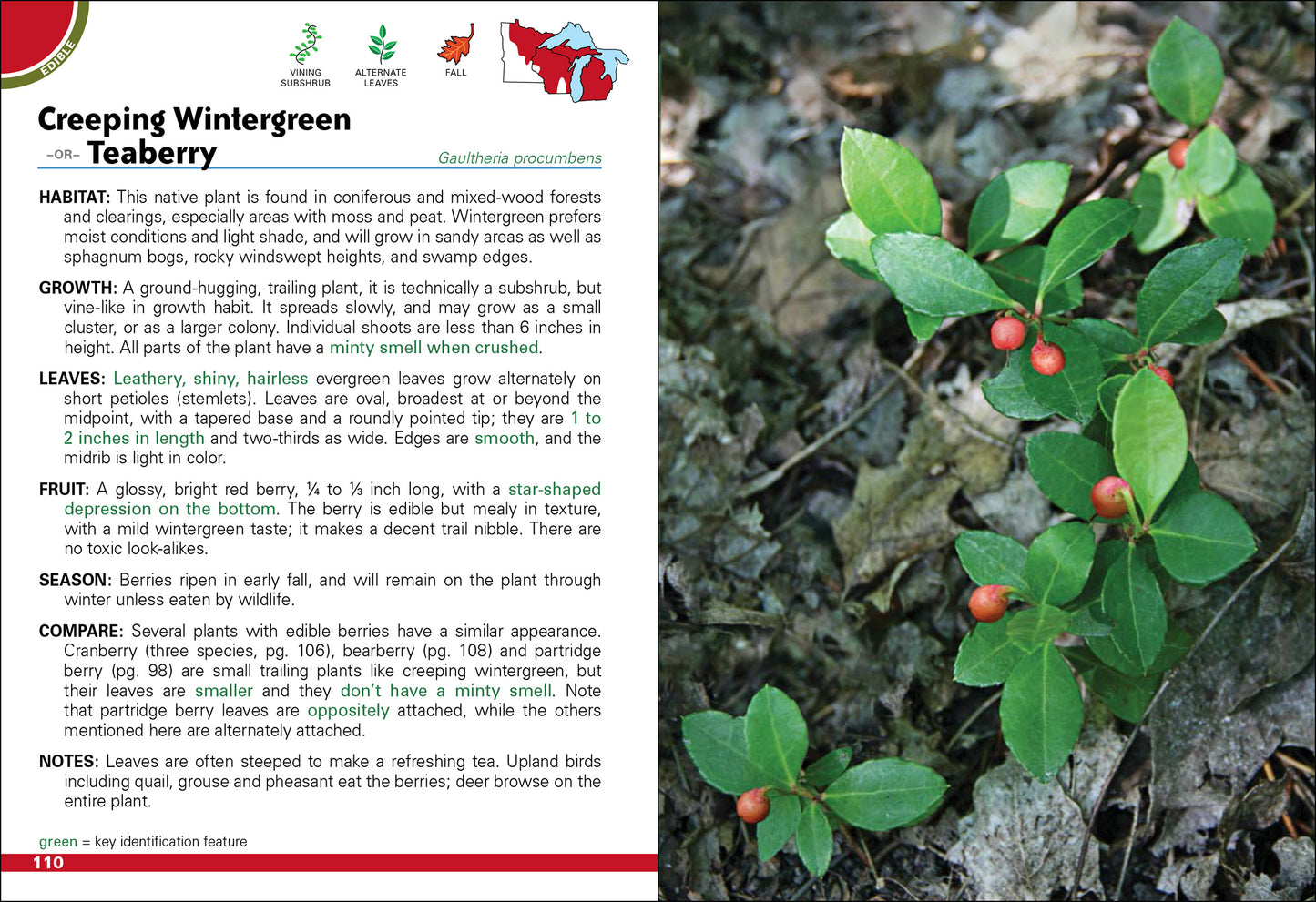 Wild Berries & Fruits Field Guide of Minnesota, Wisconsin & Michigan by Teresa Marrone