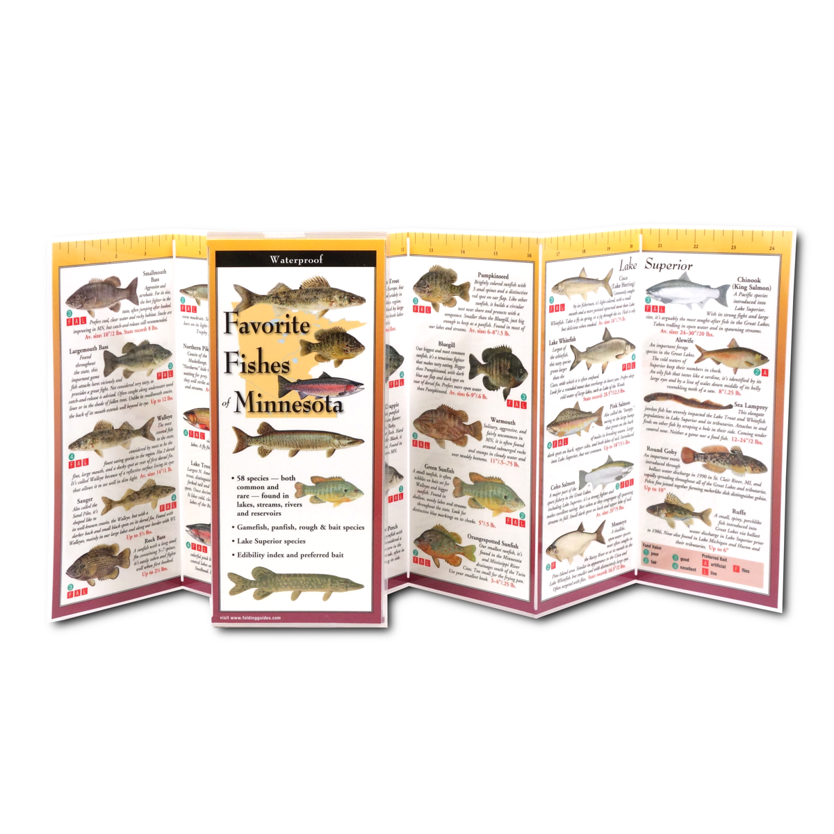 Favorite Fishes of Minnesota, Folding Guide