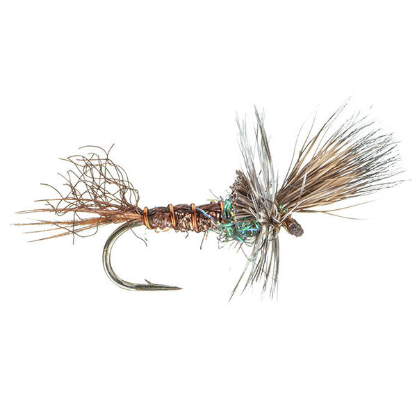 MFC Flash Cripple- BWO #16