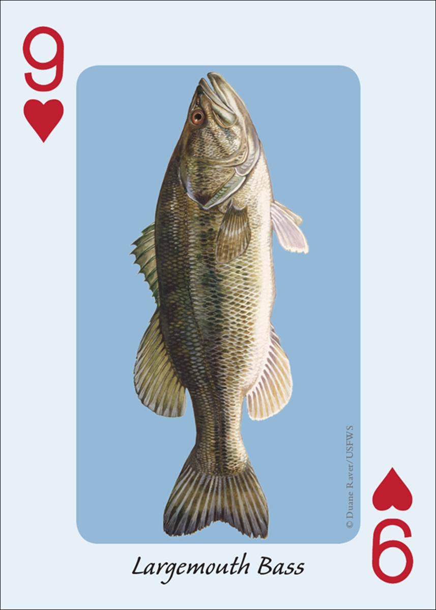 Fish of the Midwest Playing Cards || Minnesota Made Gifts