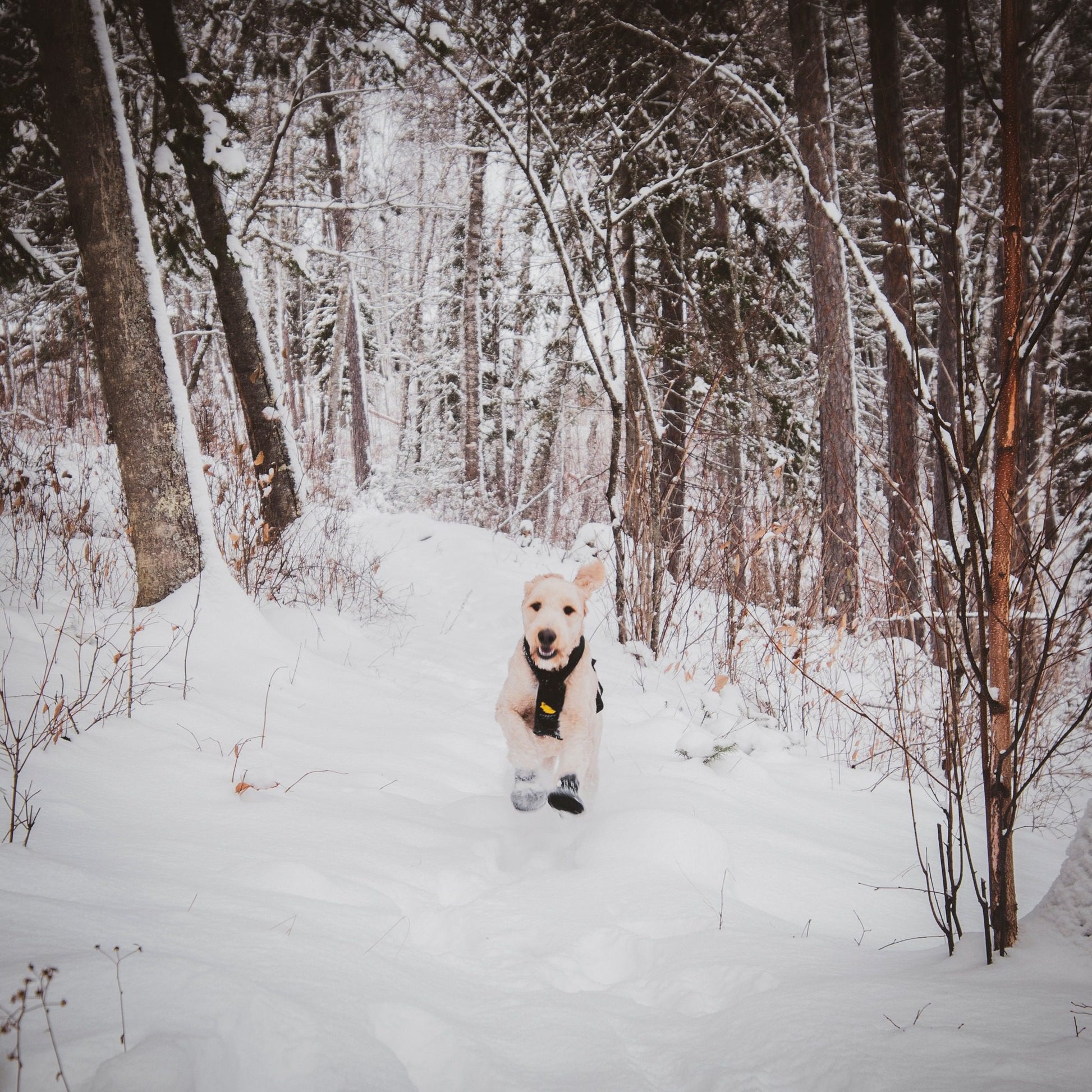 Sundog Sport Durapaw Dog Booties (4) || Minnesota Made Gifts