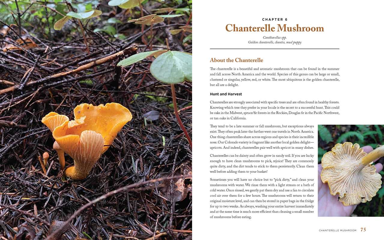 Wild Mushrooms by Kristen Blizzard || Minnesota Made Gifts