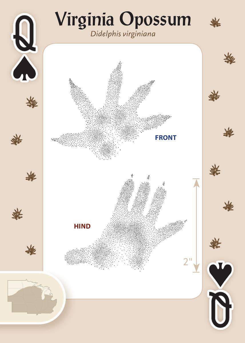 Animal Tracks of Midwest Playing Cards