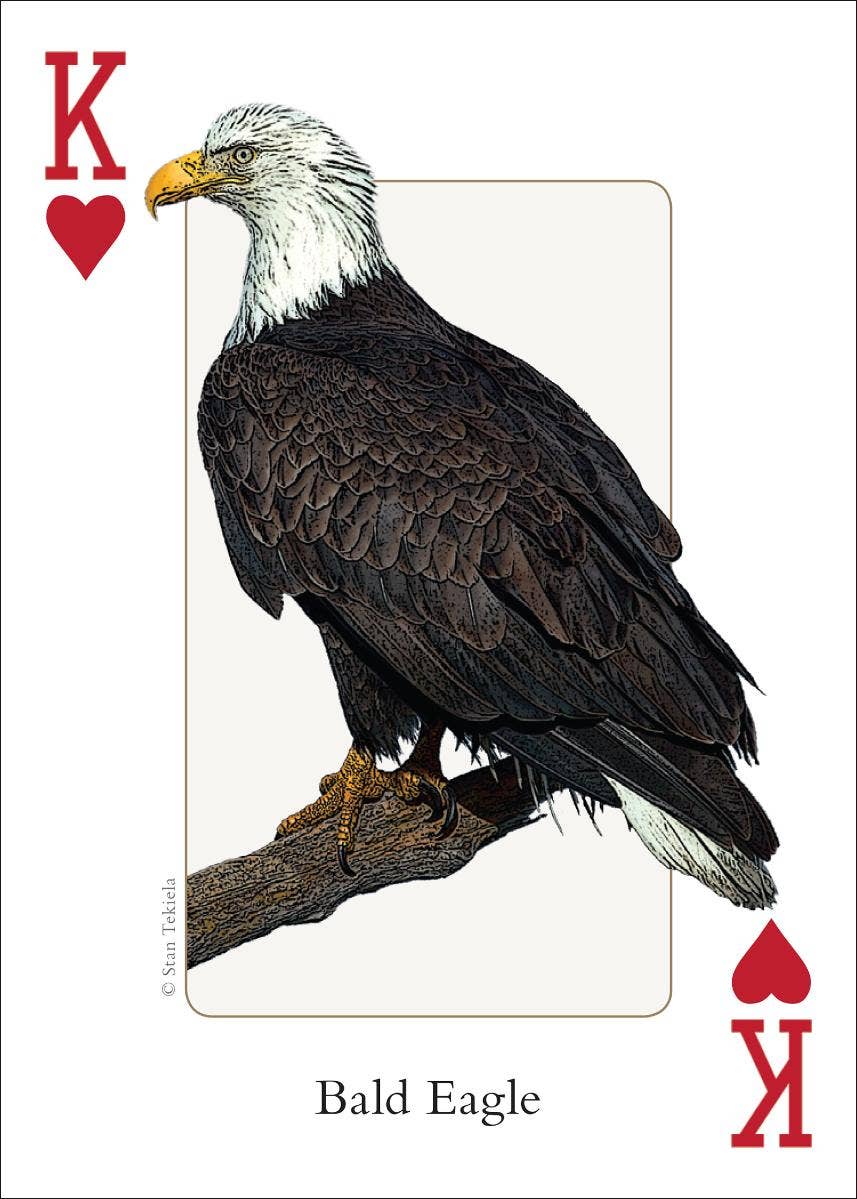 Birds of Midwest Playing Cards || Minnesota Made Gifts