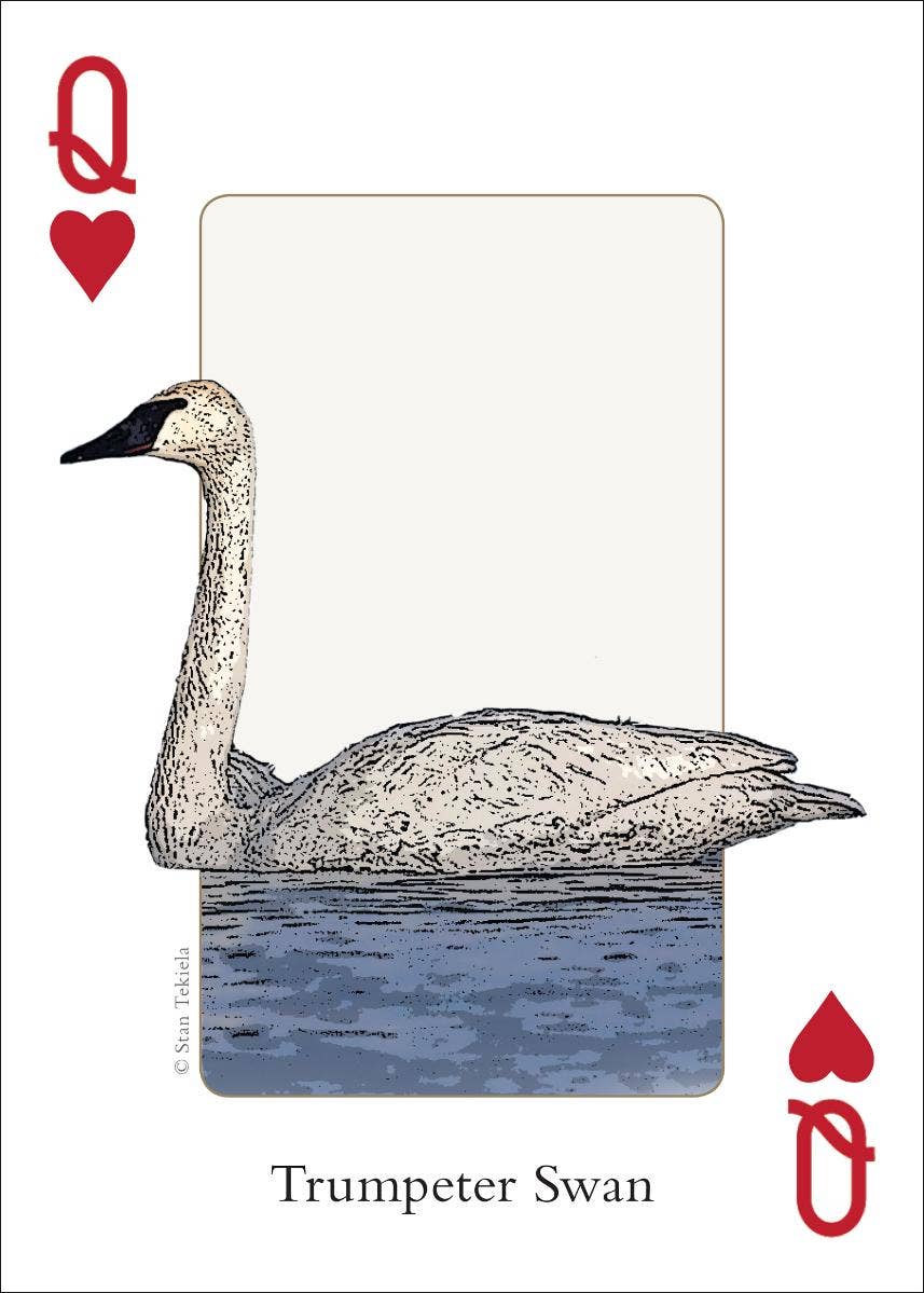 Birds of Midwest Playing Cards || Minnesota Made Gifts