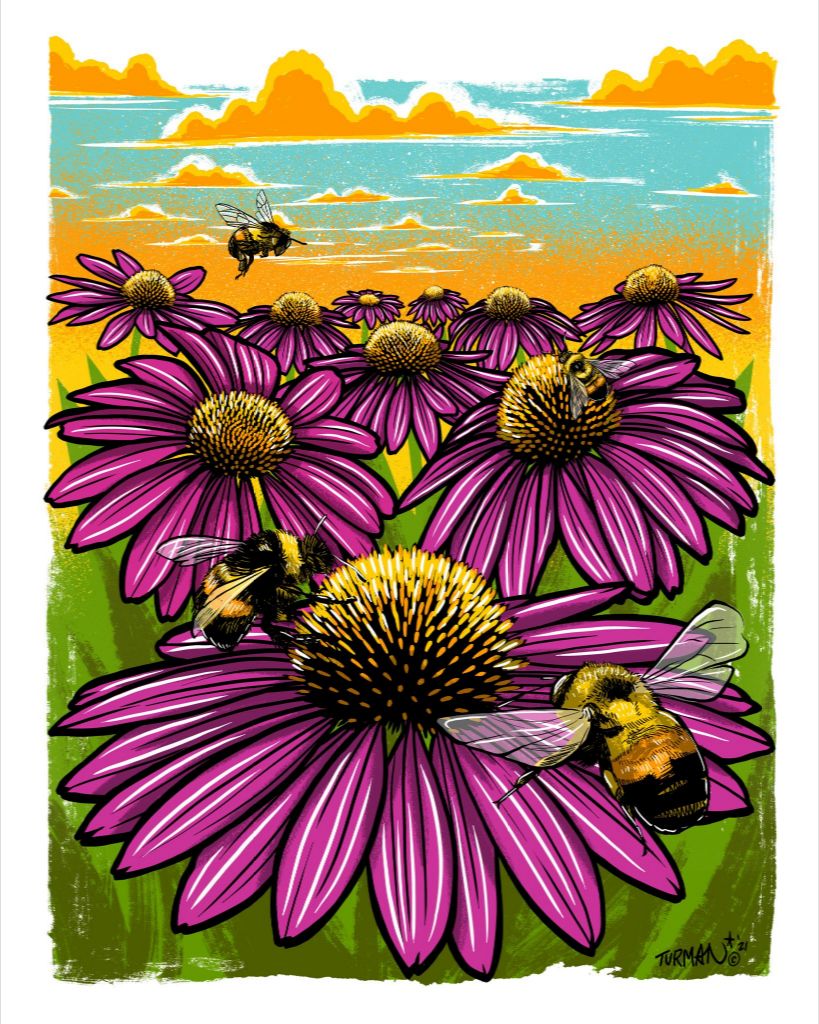 Rusty Patched Bumble Bee || Adam Turman Art || Minnesota Made Gifts