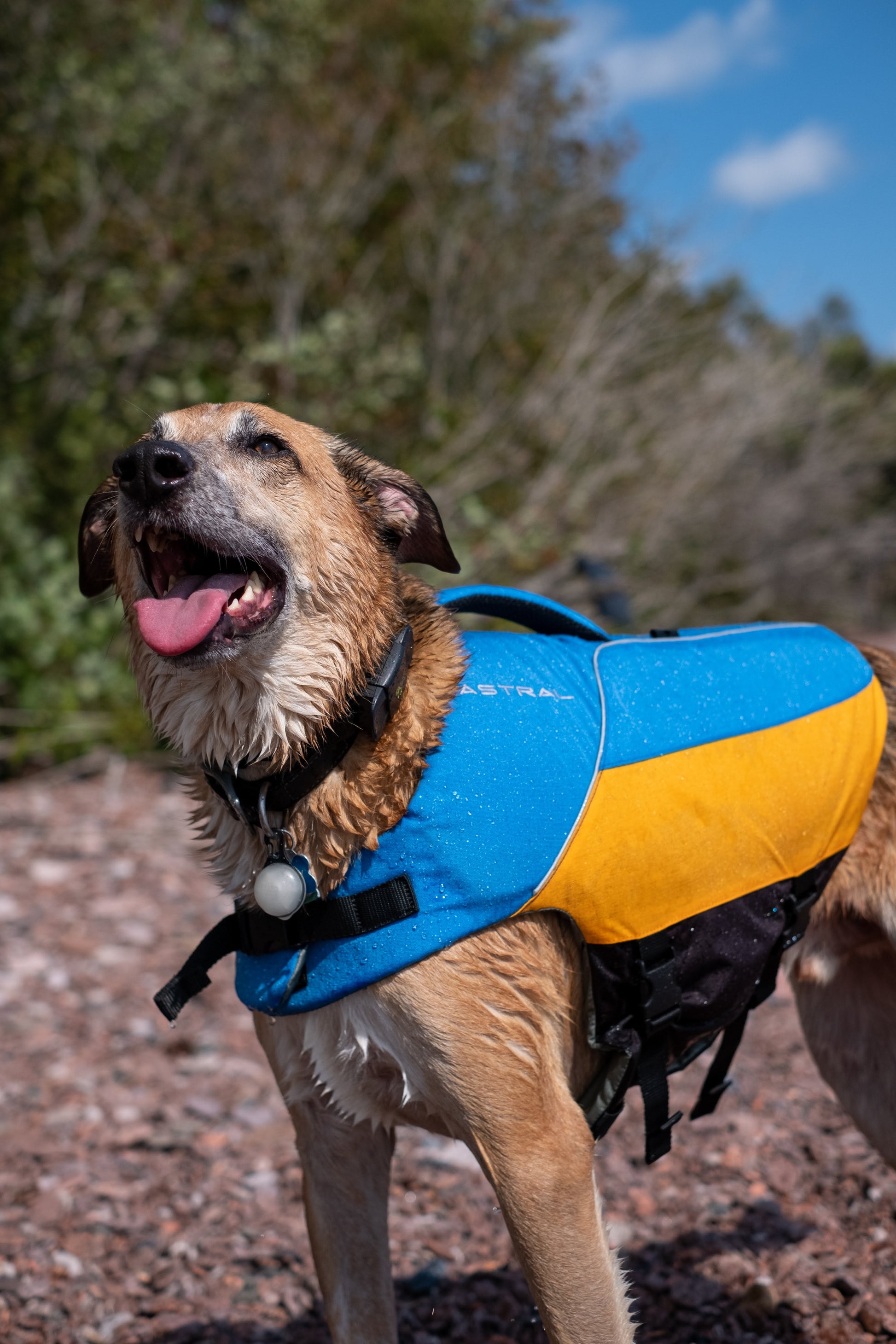 Astral | BirdDog | Life Jacket || Minnesota Made Gifts
