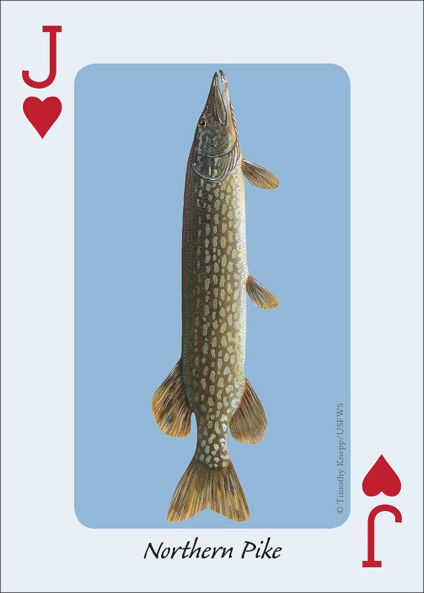 Fish of the Midwest Playing Cards || Minnesota Made Gifts