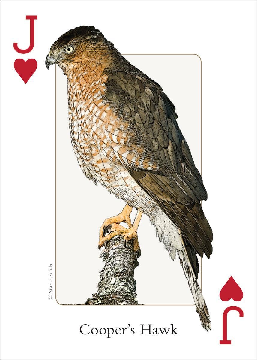 Birds of Midwest Playing Cards || Minnesota Made Gifts