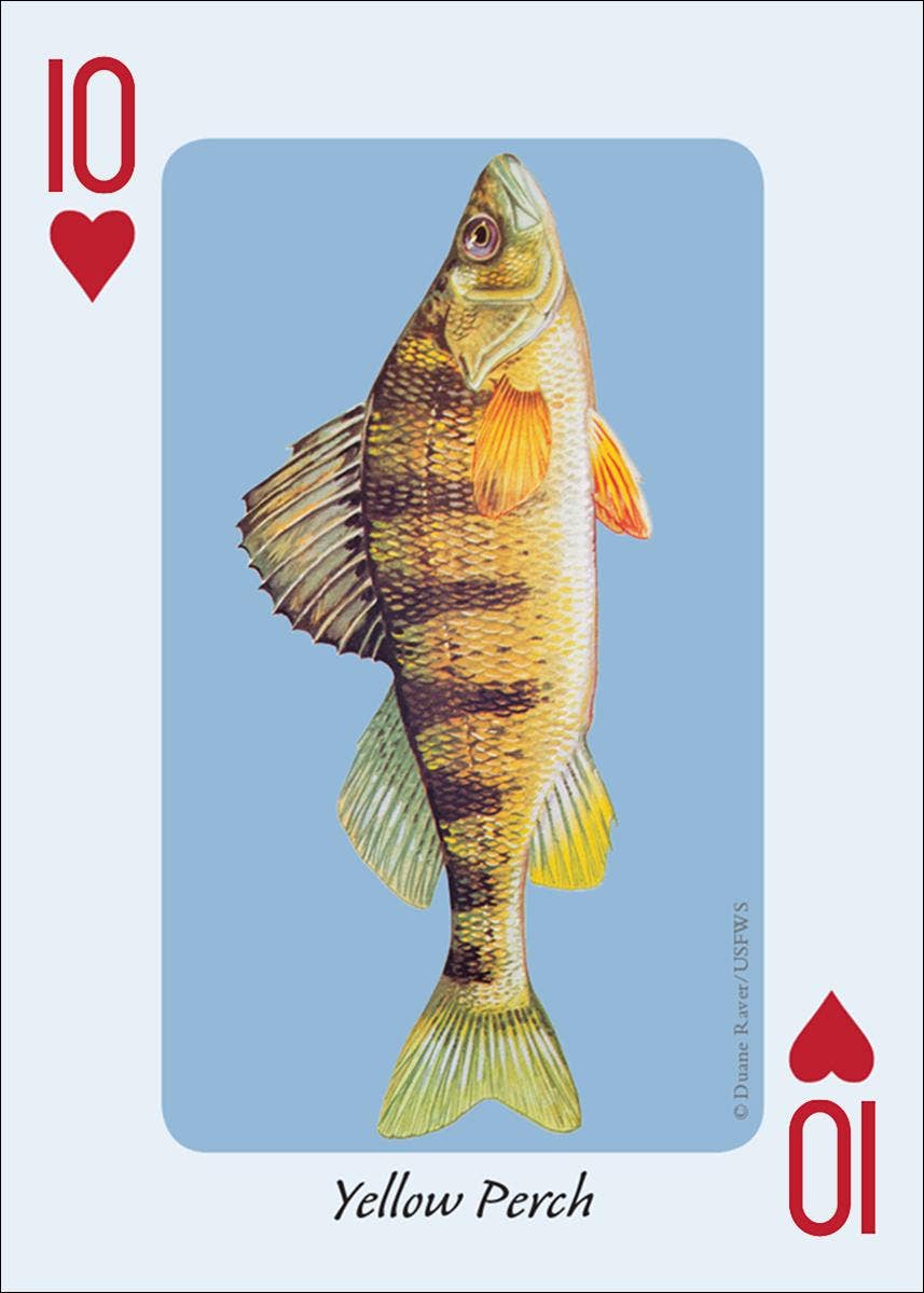 Fish of the Midwest Playing Cards || Minnesota Made Gifts