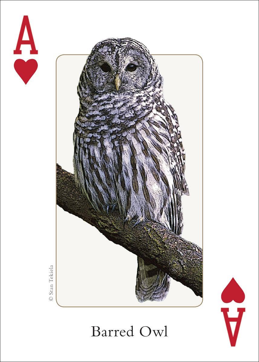 Birds of Midwest Playing Cards || Minnesota Made Gifts